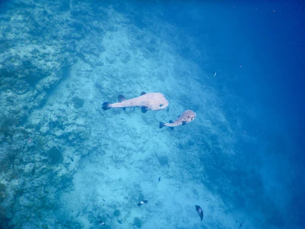 Маленькая Пятнистая Рыбка Фугу Своей Мамой Рифе — стоковое фото
