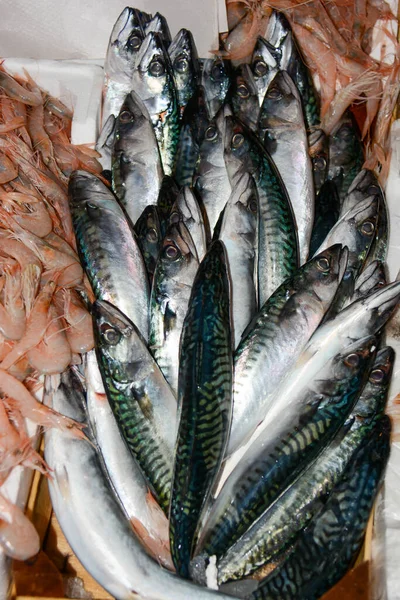 Färsk Makrill Som Nyligen Fångats Det Italienska Medelhavet — Stockfoto