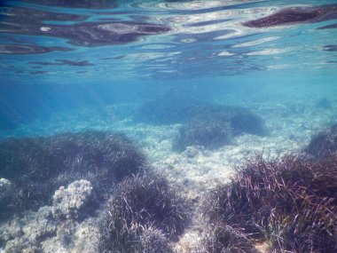 İtalyan Akdeniz 'deki Posidonia çayırları su altında çekildi