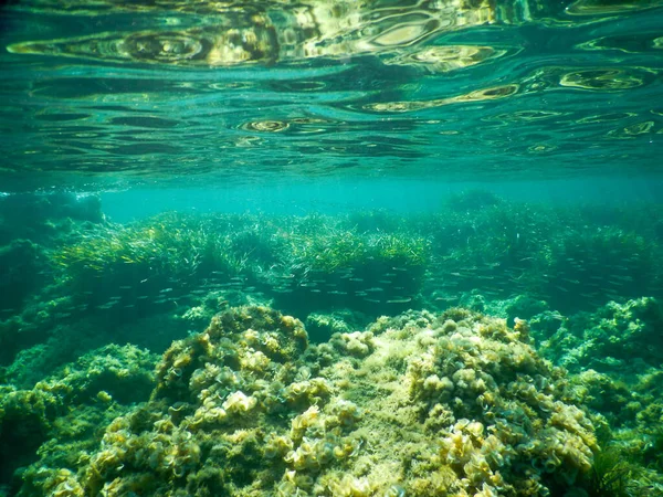 Los Prados Posidonia Mediterráneo Italiano Disparan Bajo Agua —  Fotos de Stock