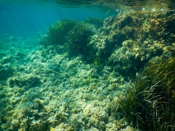 Posidonia Louky Italském Středozemním Moři Výstřel Pod Vodou — Stock fotografie