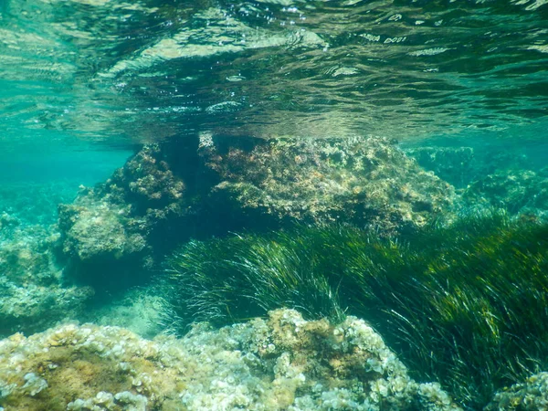 Posidonia Louky Italském Středozemním Moři Výstřel Pod Vodou — Stock fotografie