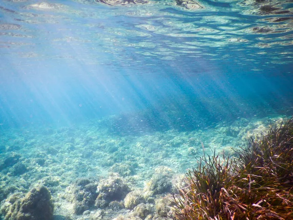 Los Prados Posidonia Mediterráneo Italiano Disparan Bajo Agua —  Fotos de Stock