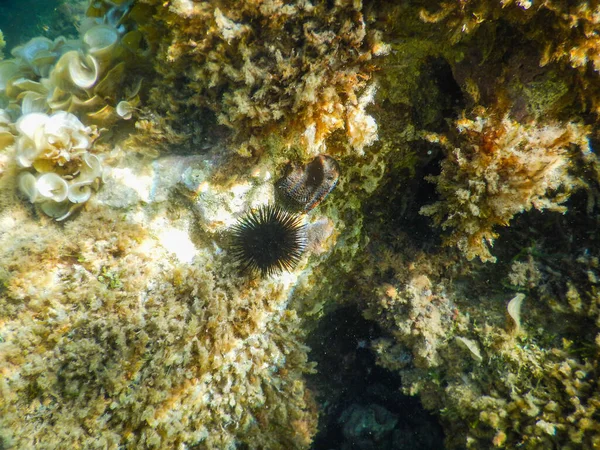 水中虹に照らされたウニは — ストック写真