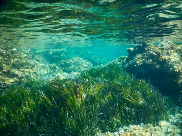 イタリアの地中海のポシドニアの牧草地は水中で撮影 ロイヤリティフリーのストック写真