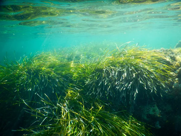 งหญ Posidonia ในอ ตาล เมด เตอร เรเน ยนย งใต ภาพสต็อก