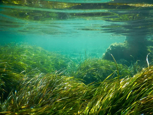 イタリアの地中海のポシドニアの牧草地は水中で撮影 ストックフォト