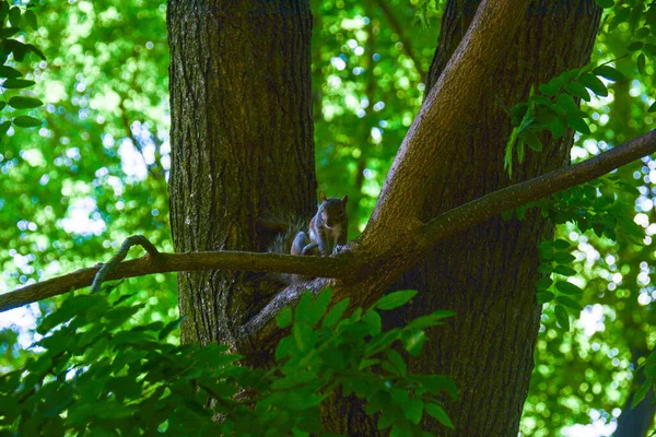 Ardilla Correr Parque Central — Foto de Stock