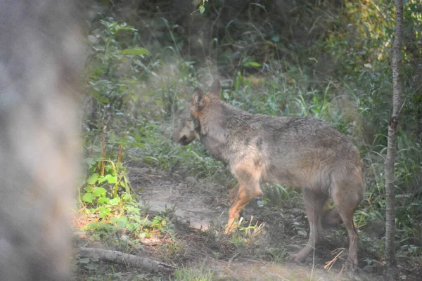 Lobo Salvaje Parque Nacional Sila Italia —  Fotos de Stock