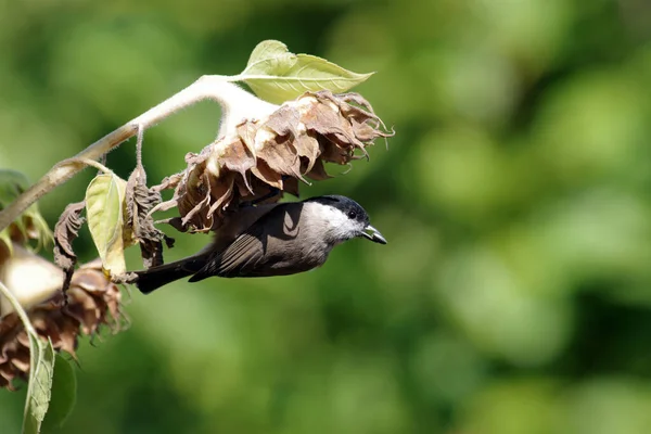 Delicious Meal Little Tit Tehe Sunflower Seeds Sunflower Garden — Stockfoto