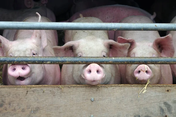 Porcos Estão Celeiro Olham Para Fora Através Das Barras — Fotografia de Stock