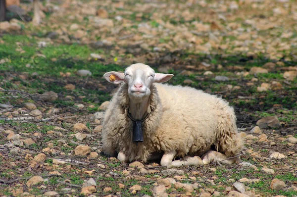 Mouton Avec Une Expression Faciale Satisfaite — Photo