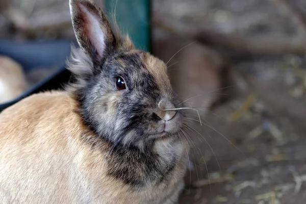 可愛いウサギは鼻に藁が付いてる — ストック写真