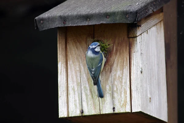 Niebieska Titmouse Materiałem Gniazdowania Skrzynce Lęgowej Obraz Stockowy