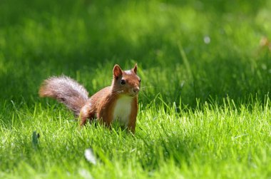  Güneşin ışığında taze yeşil çimenlerin üzerinde bir sincap oturuyor.