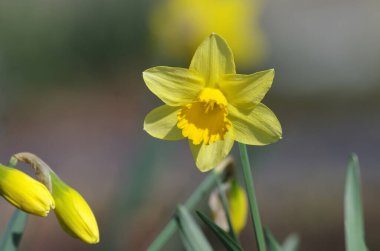 Nergisler parlak sarı renkte görünür.