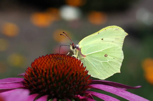 Motyl Fioletowym Kapeluszu Mnóstwo Jasnych Kolorów Tle — Zdjęcie stockowe