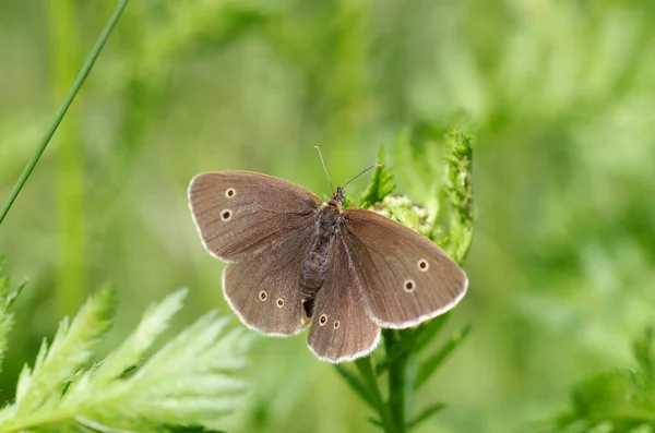 Przystojny Brązowy Motyl Pokazuje Jego Skrzydła — Zdjęcie stockowe