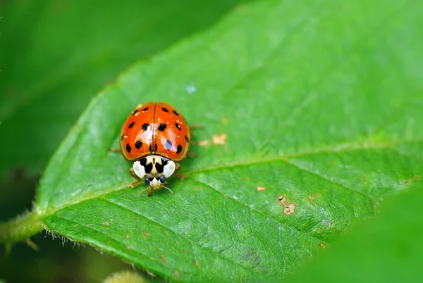 Kleiner Roter Käfer Mit Schwarzen Punkten — Stockfoto