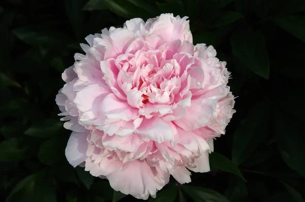 Jeden Różowy Sługus Słońcu — Zdjęcie stockowe