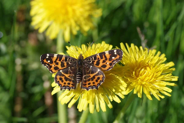 Kis Barna Pillangó Egy Sárga Virágon — Stock Fotó
