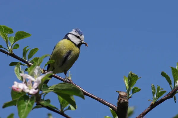 Die Kleine Blaumeise Hat Eine Spinne Schnabel — Stockfoto