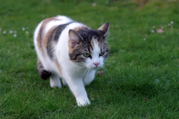 tricolor cat is hunting in the garden