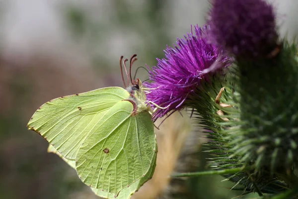 Dwa Żółte Motyle Żywią Się Różowym Kwiatem — Zdjęcie stockowe