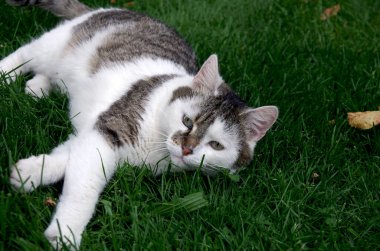 Güzel bir kedi çimlerin üzerinde yatıyor.