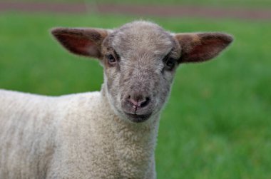 Çayırdaki küçük kuzu