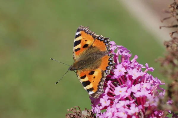 Kolorowy Motyl Siedzi Liliowym — Zdjęcie stockowe