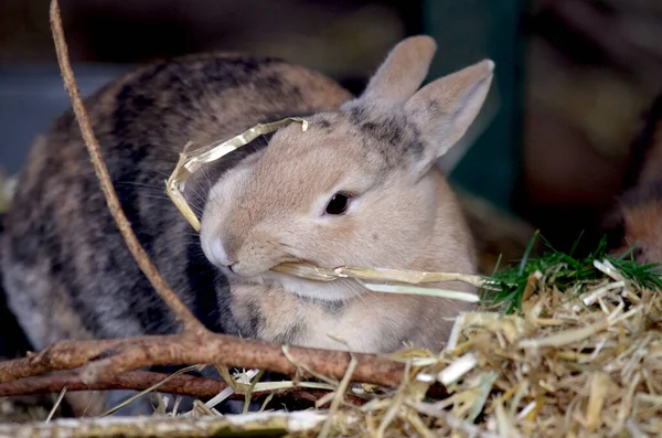 かわいい茶色のウサギが藁の上に座り — ストック写真