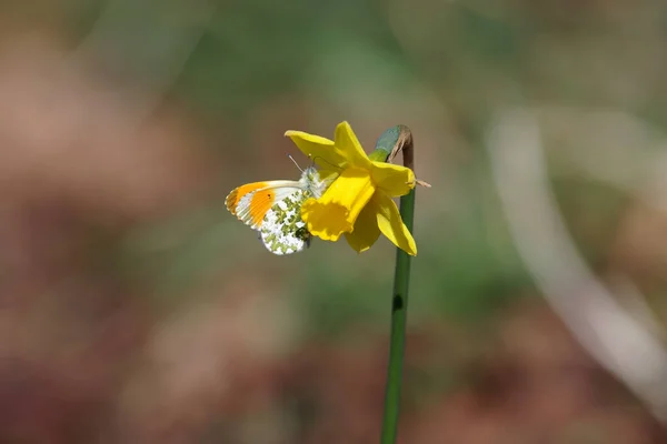 Small Colorful Butterfly Sits Yellow Daffodil — Stock Photo, Image