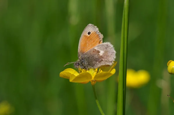 Mały Motyl Siedzi Łące — Zdjęcie stockowe