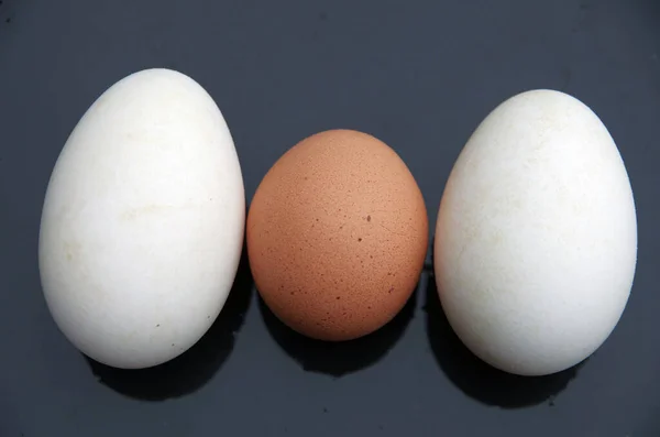 Chicken Egg Goose Egg Sizes Comparison — Stock Photo, Image