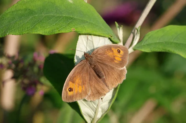 Świetle Słonecznym Brązowy Motyl Otworzył Skrzydła — Zdjęcie stockowe