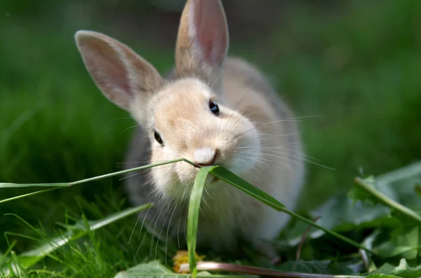 Pequeño Bonito Conejo Come Hojas Hierba —  Fotos de Stock