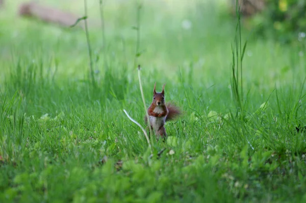 Small Cute Squirrel Meadow — Stock Photo, Image