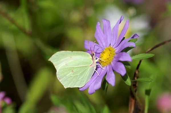 Floración Rosada Bonita Aster Una Mariposa Jardín —  Fotos de Stock