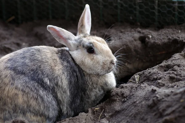 ウサギは砂の床に穴を掘る — ストック写真