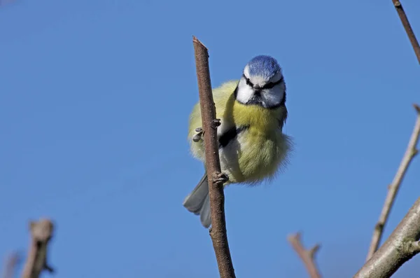 Liten Blå Titmouse Sitter Säkert Grenen Trots Vinden — Stockfoto