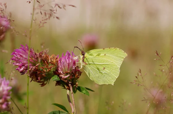 Żółty Motyl Siedzi Koniczynie — Zdjęcie stockowe