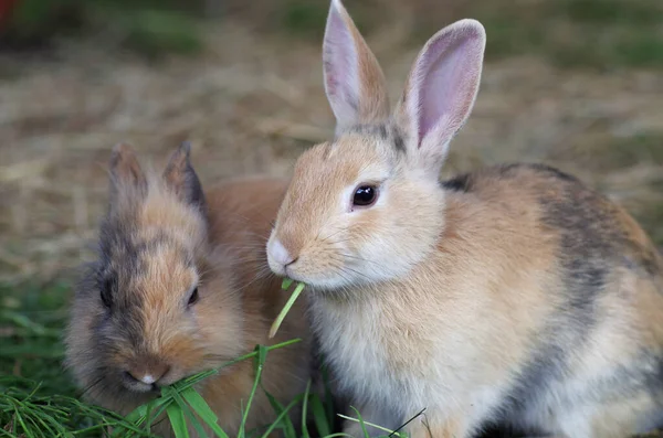 Dois Jovens Coelhos Marrons Comendo — Fotografia de Stock