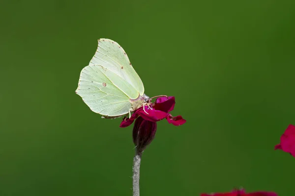 Żółty Motyl Siedzi Różowym Kwiatku Makro Strzał Zielonym Tle — Zdjęcie stockowe