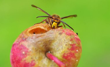 Bahçede bir eşek arısı ve bir elma