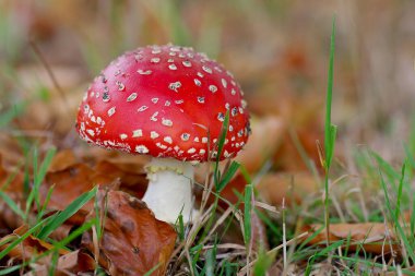 Ormanda bir sineklik duruyor