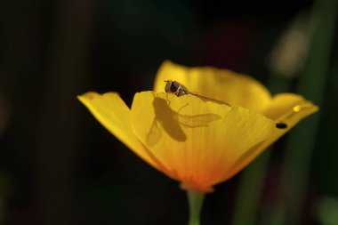 Sarı haşhaşın içinde bir sinek oturuyor.