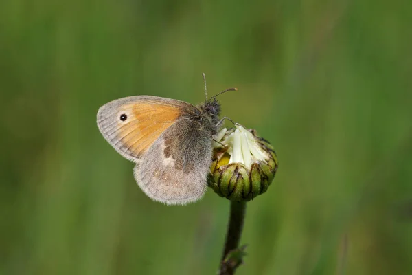 夏の牧草地では 小さな茶色の蝶が座っている — ストック写真
