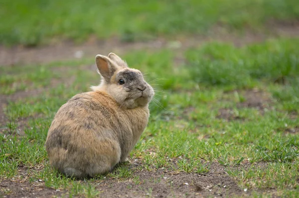 Pequeño Conejo Marrón Disfruta Libertad Puede Saltar Cualquier Lugar Sin —  Fotos de Stock