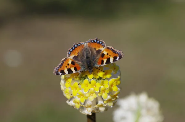 Mały Ładny Motyl Siedzi Żółty Kwiat — Zdjęcie stockowe